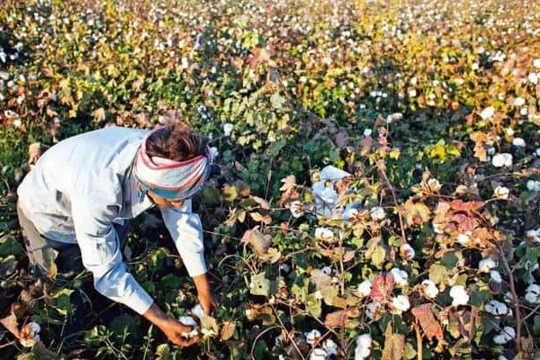 Successful Market Entry Strategy for Cottonseed in United States