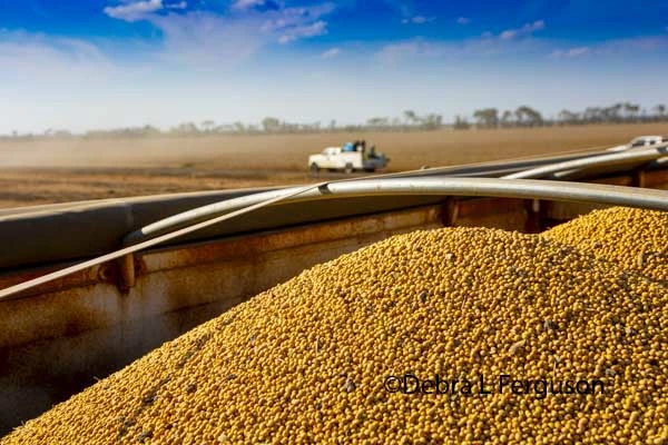 Guide to Successful Market Entry Strategy for Soybean in the European Union