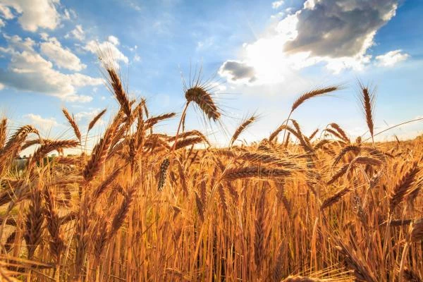 Global Barley Market Rose 3.3% to $33.7B