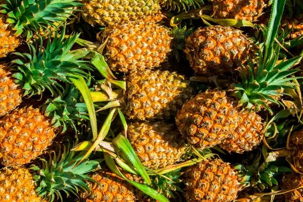 Pineapple Market - Which Country Dominates in the Global Pineapple Trade?