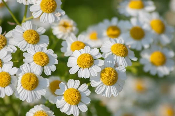 Which Countries Consume the Most Pyrethrum?