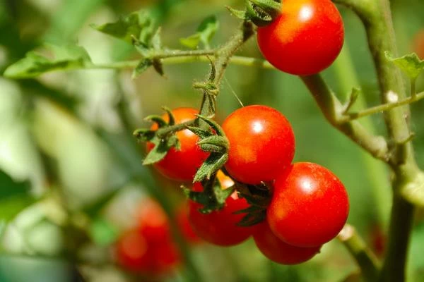 Top Import Markets for Tomatoes